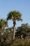 Cabbage palmetto